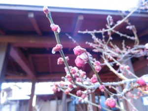 DSCN5222
