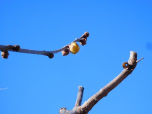 DSCN7375